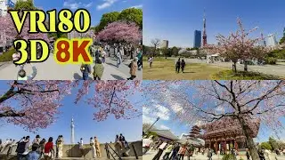 [ 8K 3D VR180 ] 東京都内の早咲きの桜 2023 Early blooming cherry blossoms in Tokyo