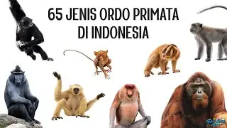 65 Types of Primates in Indonesia