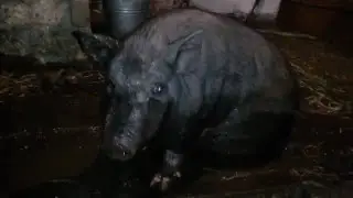 Вьетнамская свинья  водные процедуры