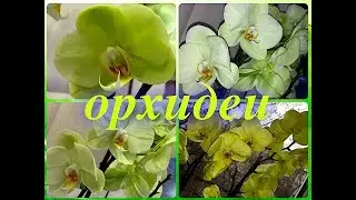 мои ОРХИДЕИ зацвели на РОЖДЕСТВО