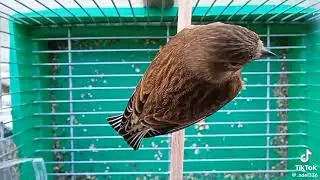 Tüyünün düzmüş  harika fanyata🦜💫💫💫💫💫💫💫💫💫💫🙂🙂🙂🙂🙂