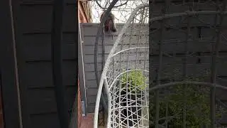 По забору как по ковру.       #кот #животные