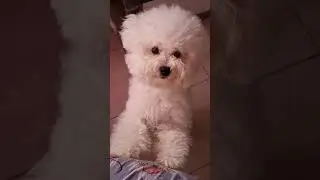 САМЫЙ МИЛЫЙ ЩЕНОК / #shorts / #puppy / #бишонфризе /
