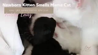 Newborn kitten smells mommy cat