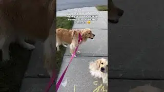 Why is my dog in a hurry to go home? 🤔 #dogshorts #goldenretriever #dogs #puppies #funnyvideos