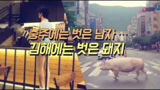 충주에는 벗은 남자, 김해에는 벗은 돼지...?