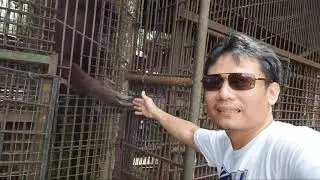 BOY ORANGUTAN AT LOUIS MINI ZOO BRUNEI PART 4