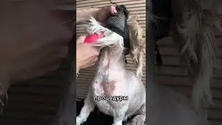 Груминг, когда хочется плакать 🥲 