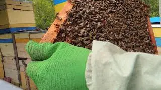 Матка поет в роевой семье - срочная ревизия пчел!