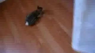 super drift bunny
