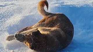 Про то, как мороз повлиял на обитателей Избушки