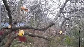 Масленица у воробьев и синиц!