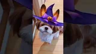 Happy Halloween !! 🎃👻 Cute Shih Tzu Dog 🐶 Halloween Costume✨