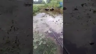 mancing puyu | #shorts