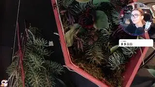 Крафт и Чаёк ✩ Сухоцветы
