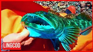 O PEIXE AZUL BRILHANTE | Lingcod