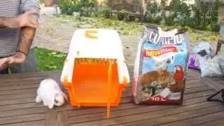 IEPURI- Cum ii pregatim pentru calatorie?