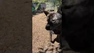 Reya - Tacoma Humane, WA - available for adoption (06/25/2021)