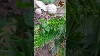 Араукария чилийская в Московской области Seedlandia.ru - семена и саженцы декоративных  растений
