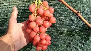 I'm becoming increasingly impressed with Romanian grapes! Tel., WhatsApp, and Viber: 8-918-43-794-43