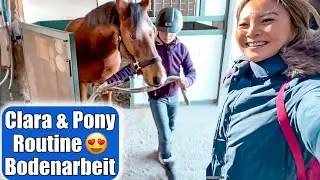 Clara's pony ready for the riding tournament 😍 Saddle doesn't fit! Groundwork at the riding stabl...