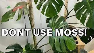 You’re Wasting Money… Moss Poles Are Overated.