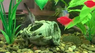 Аквариум 🐠 аквариумные рыбки 