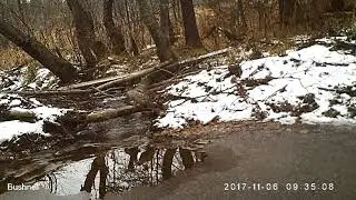 Рябчик, самец Висимский заповедник 06 11 17