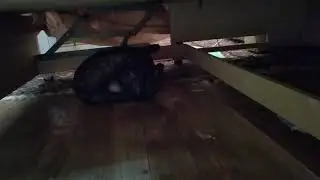 мой кот лижет пол