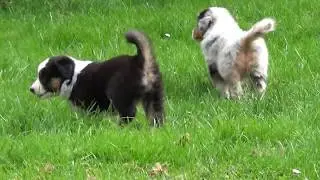 F-Wurf | 5 Wochen | Soulwind Australian Shepherd Welpen