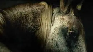 Memories About My Life As A Horse