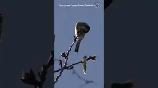 What does the goldfinch bird eat 