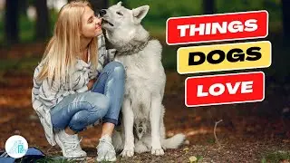 21 Things Dogs Love the Most
