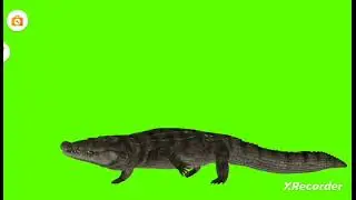 copyright free Cartoon Green Screen Animation Crocodiles Walking  Running Green Video 