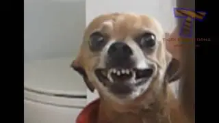 Cachorros não gostam de tomar banho 2016