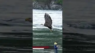 Eagle snatches a fish from the surface of the water and swallows it in mid air. 