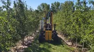 Brownie Quad with TrueSteer