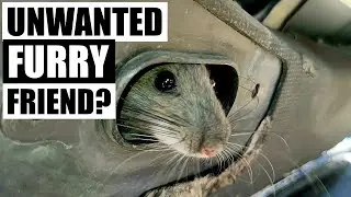 HUGE PACK RAT CAMPED IN MY MITSUBISHI DELICA VAN | Wood Rat and Delica L400 Space Gear