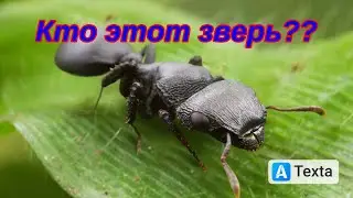 The Ants. Щитоголовый муравей-черепаха