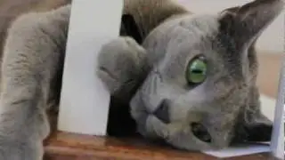 Russian Blue Luna playing