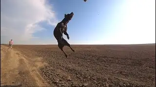фаина питбуль, ВЕСЬ ТРУД НАСМАРКУ, двойная работа. красивые прыжки старушки питбуля.