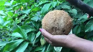 Aussies are harvesting a weird fruit called jackfruit and it's causing a stir on social media