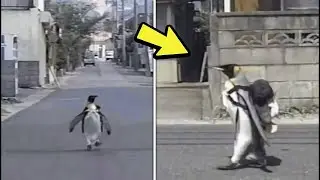 Ky pinguin shkonte vetem ne market cdo dite... Historia e tij u perhap kudo neper bote