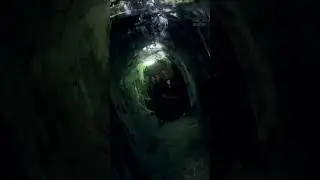 Spider infestation in the residence | INFESTED | Shudder