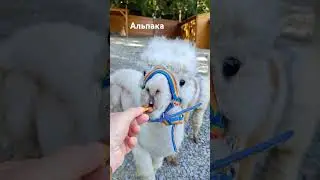Альпака+морковка=🩷 #shorts #альпака #сочи #лето #парк