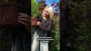 2 главные ОШИБКИ ПРИ ПОСАДКЕ #полезно #сад #дача #огород #shorts