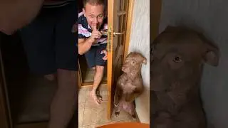 She was never afraid of water 🤔 #питбульджина #funnydogs #cutedogs #dogactor #comedy #dogtrend