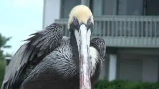 Sanibel Island - Pelican close up slo mo