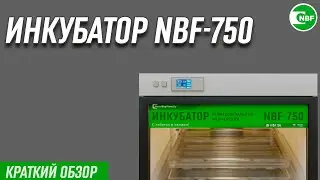 Инкубатор NBF-750. Краткий обзор.