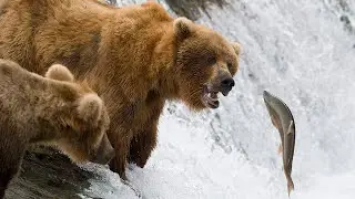 FISH STORY (Part 2)